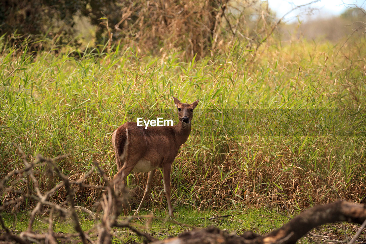 White-tailed deer odocoileus virginianus forages for clover in the wetland 