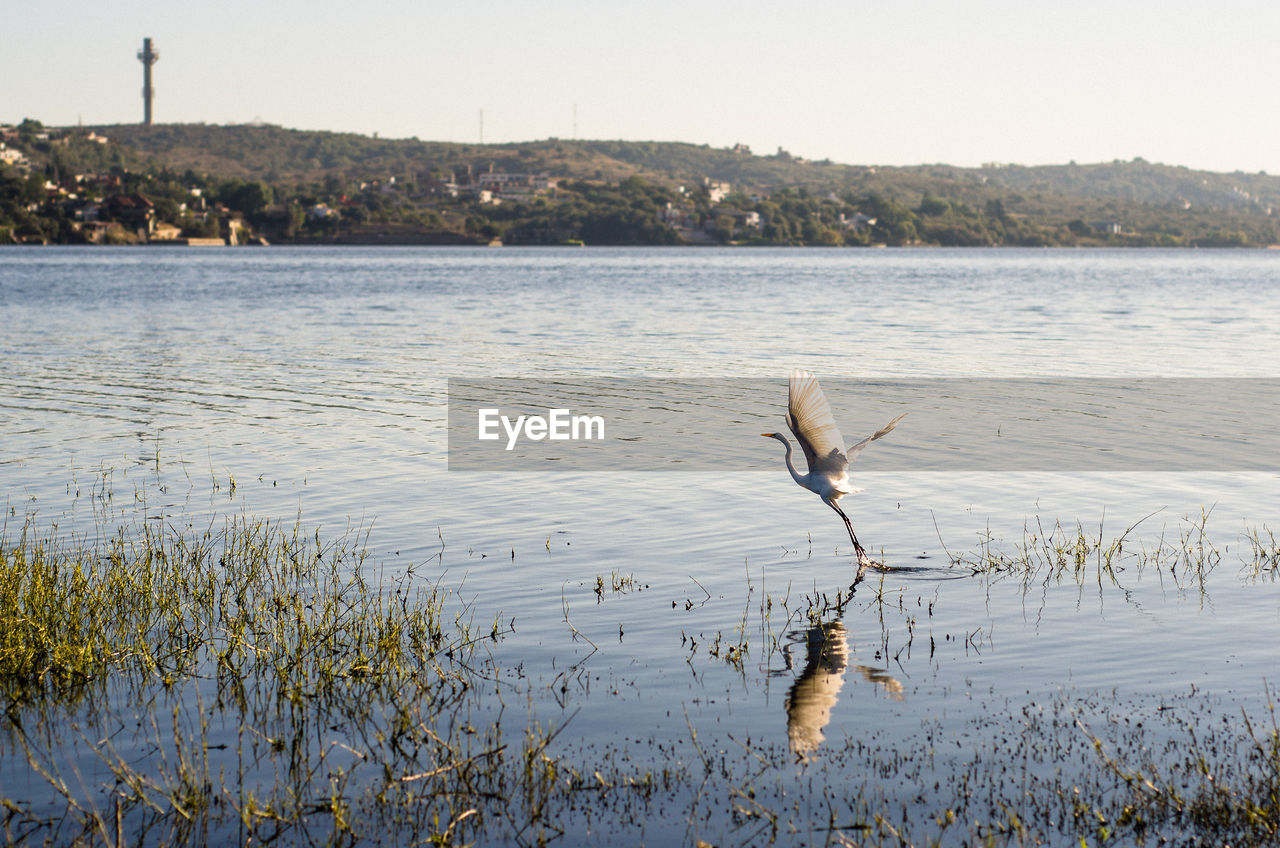 BIRD FLYING OVER LAKE