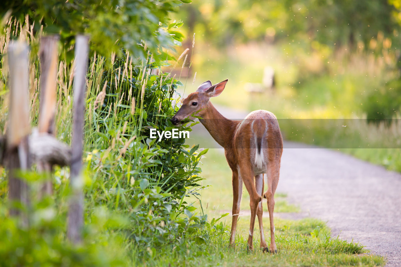 Back view of young female white-tailed deer standing in park with face in profile staring