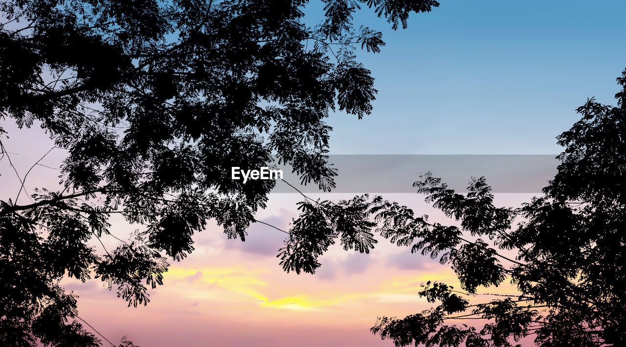 LOW ANGLE VIEW OF SILHOUETTE TREE AGAINST SKY