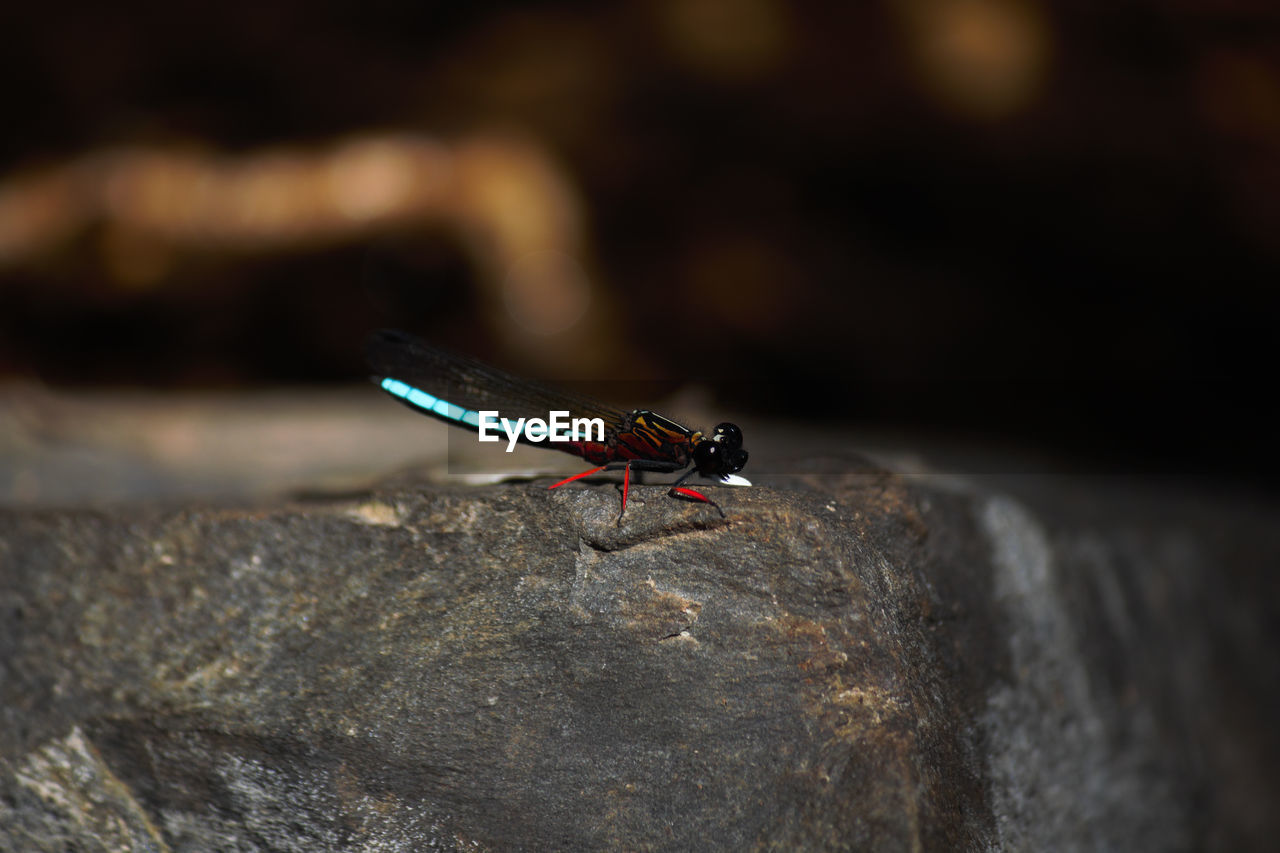 CLOSE-UP OF INSECT