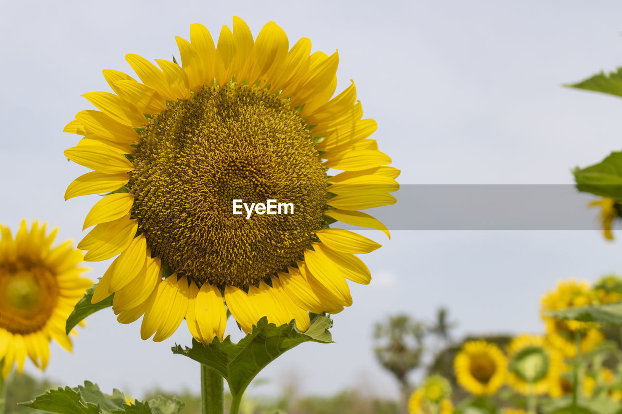 Close-up of sunflower