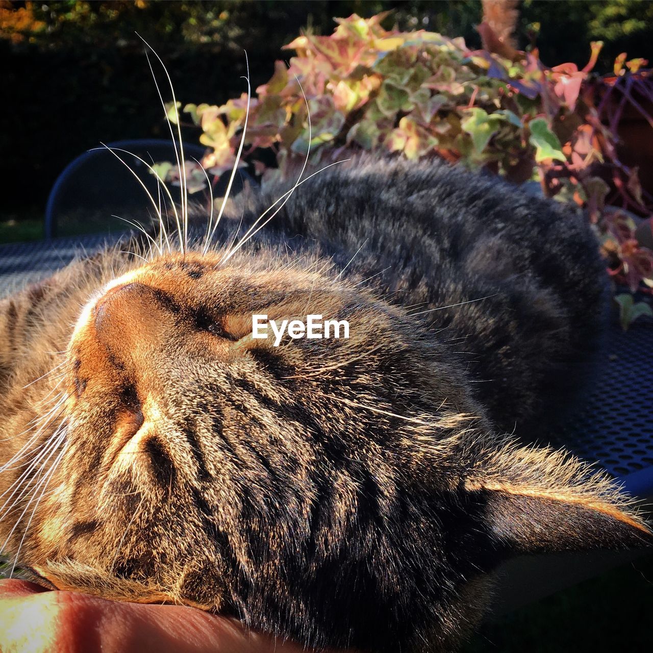 Close-up of cat relaxing outdoors