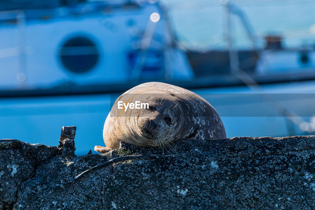 Close-up of seal on boat