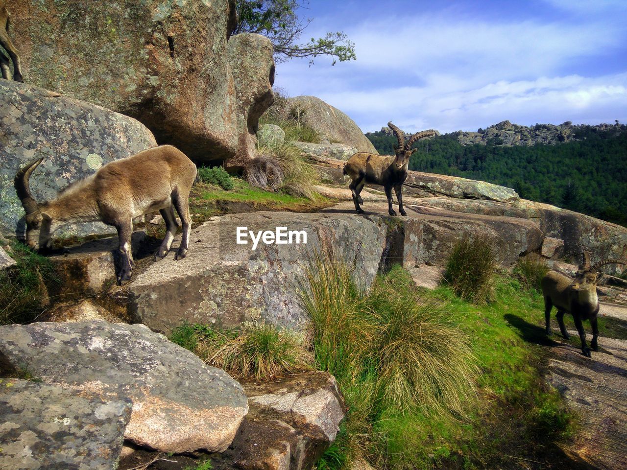 View of mountain goats  on rock against sky