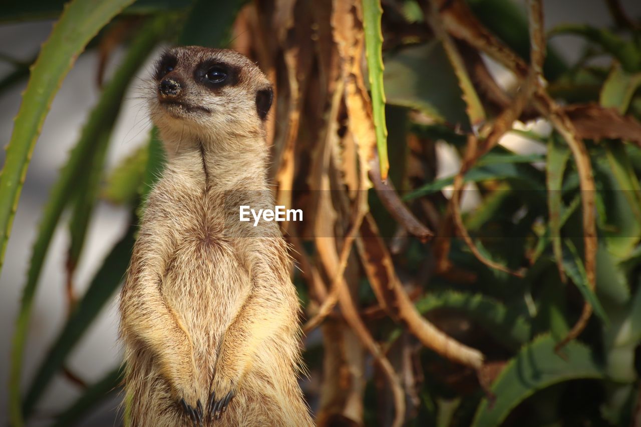 The look of a curious meerkat