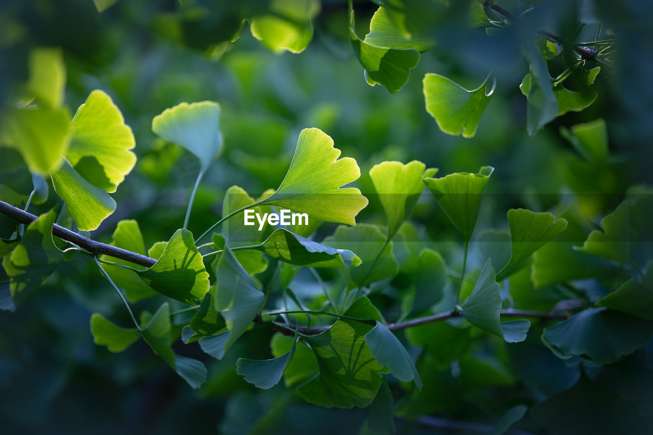 close-up of fresh green leaves