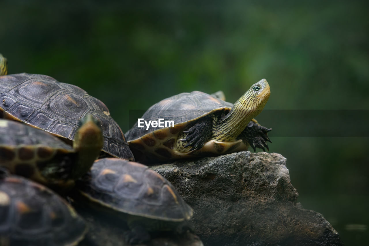 Close-up of tortoise outdoors