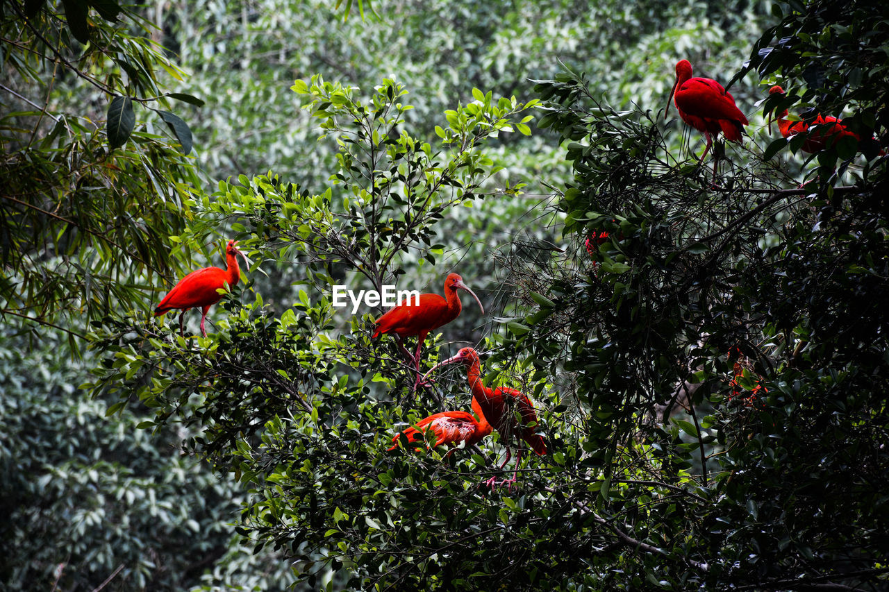 Red scarlet ibis on tree