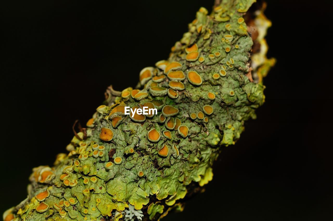 CLOSE-UP OF LEAF AGAINST BLURRED BACKGROUND