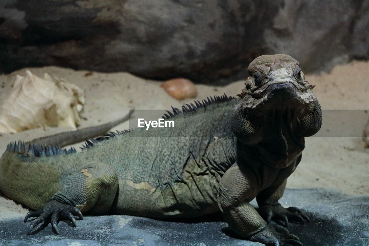 CLOSE-UP OF IGUANA ON ROCK