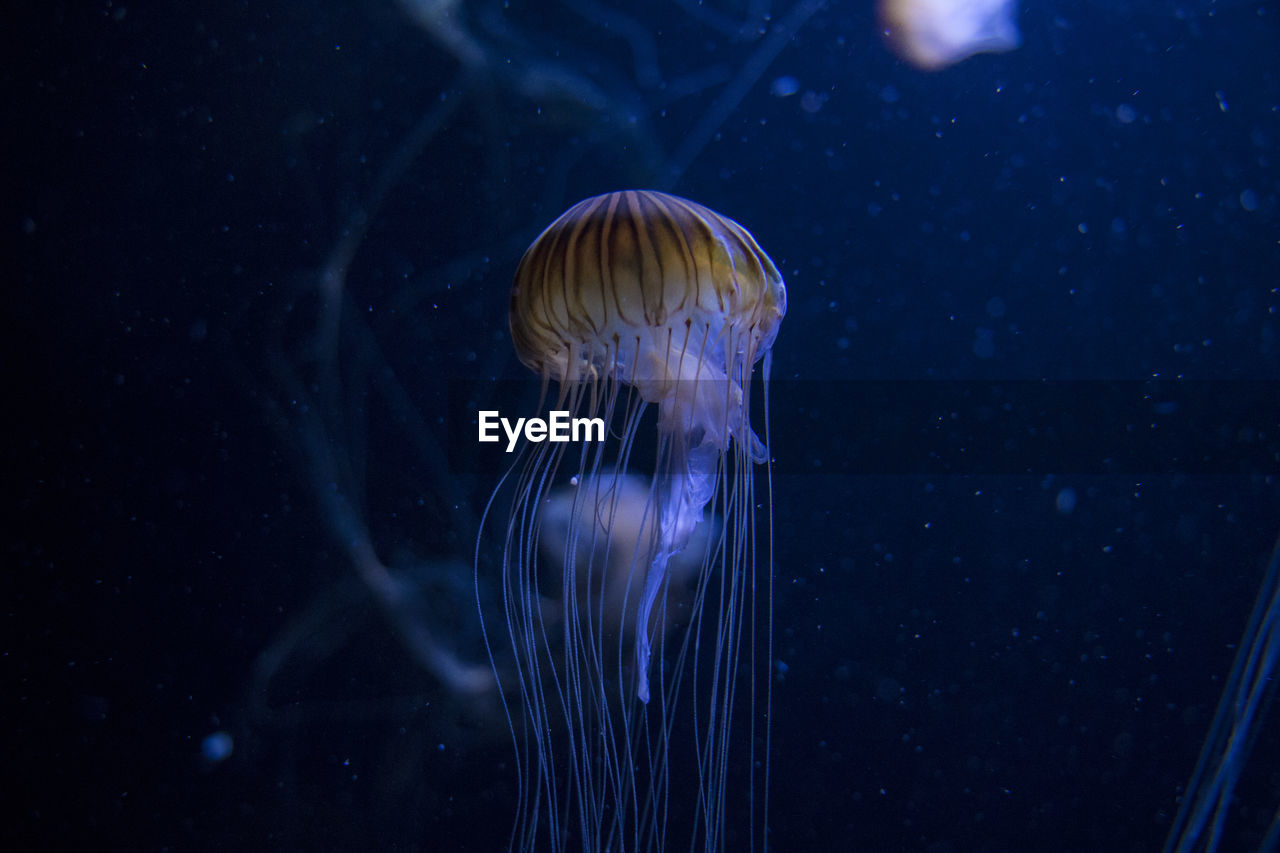 Close-up of jellyfish swimming in a deep blue sea