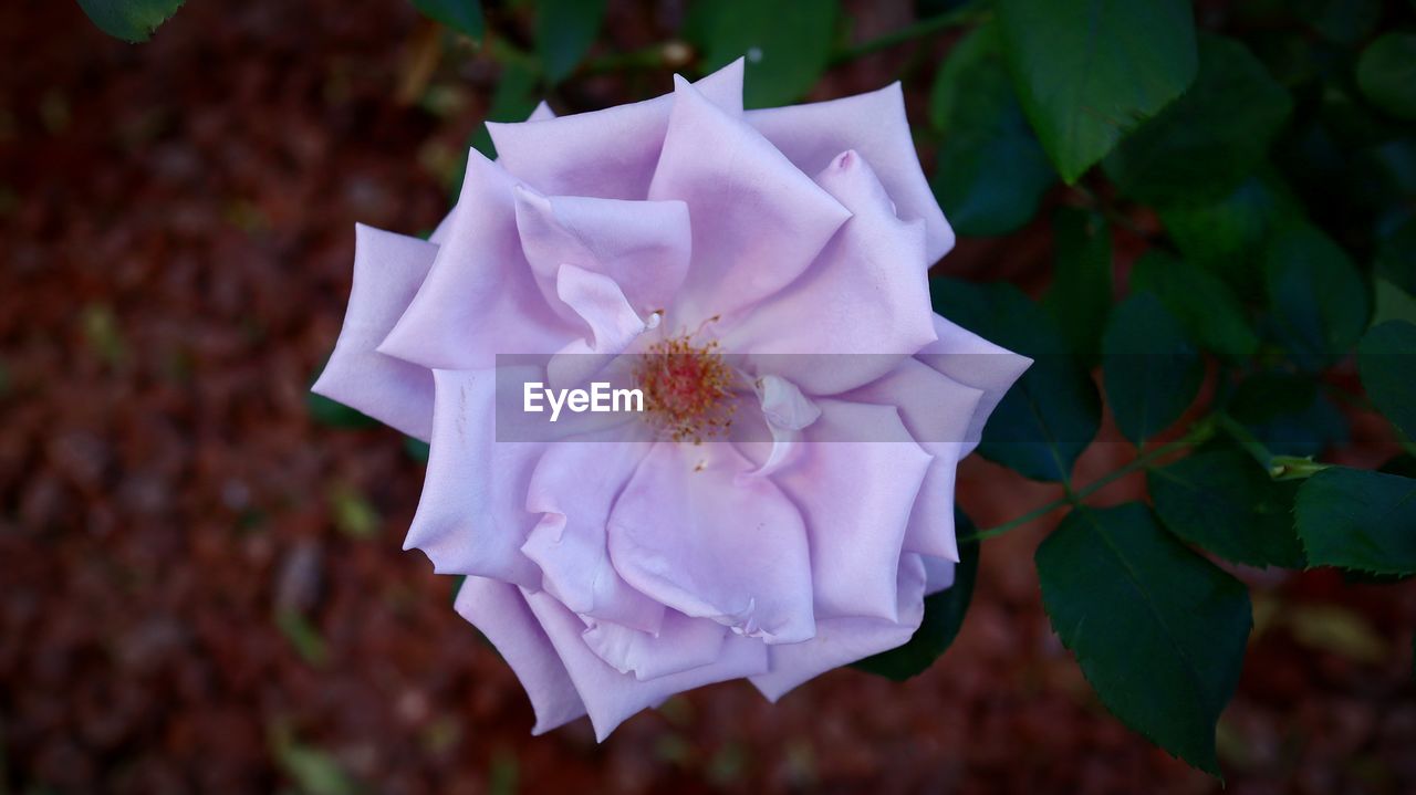 CLOSE-UP OF FLOWERING PLANT