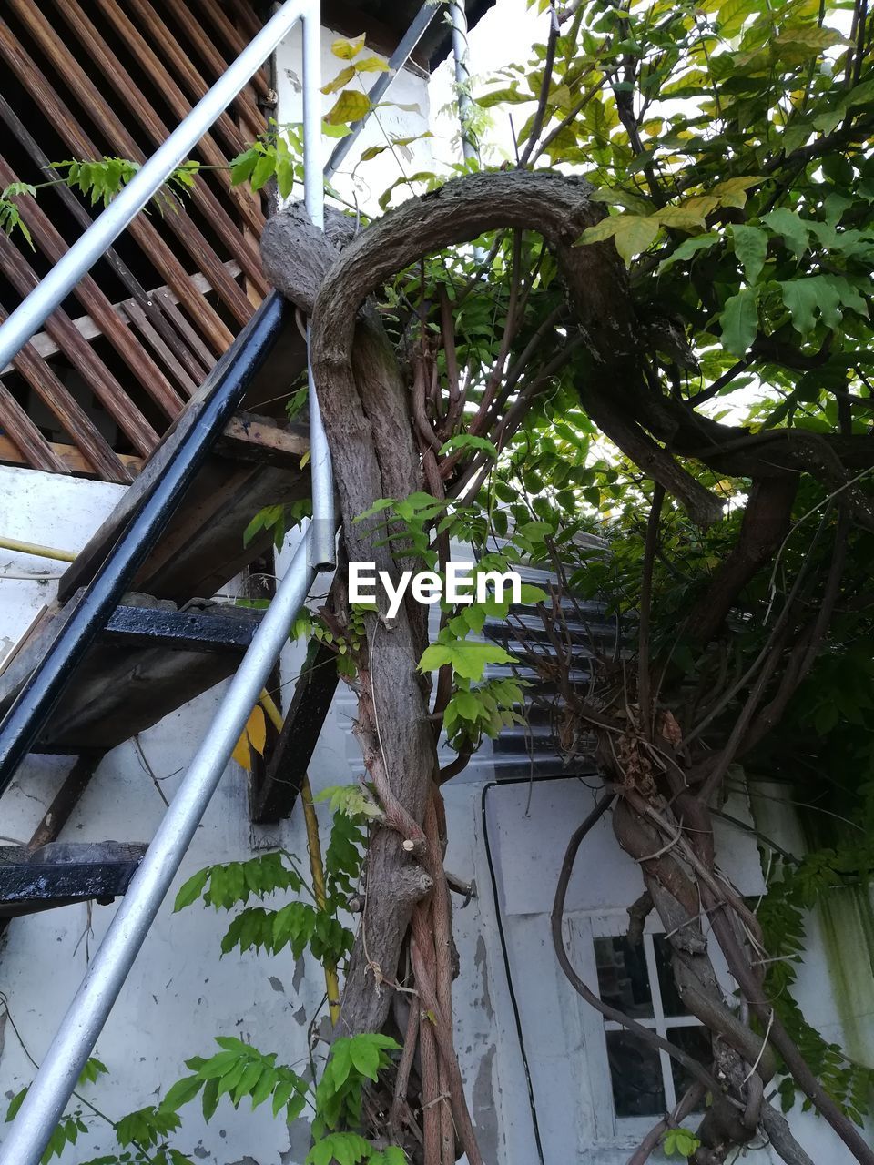 LOW ANGLE VIEW OF TREE AND BUILDING