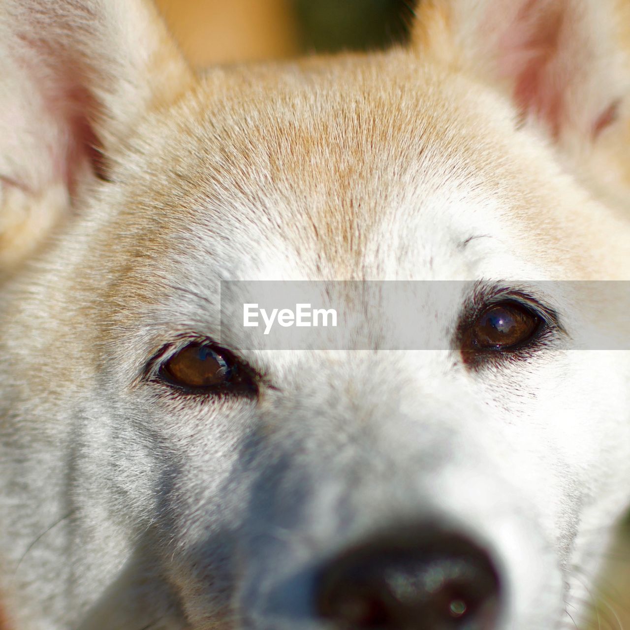 CLOSE-UP PORTRAIT OF DOG WITH CAMERA