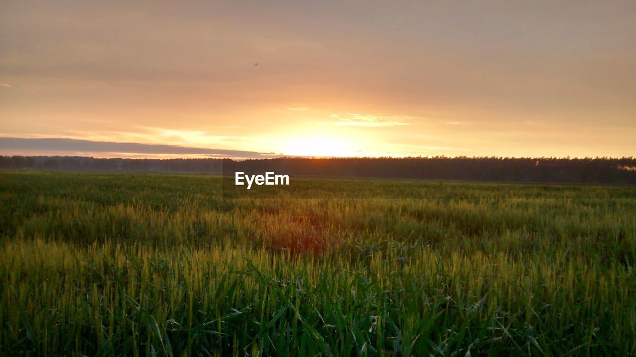 Scenic view of grassy field against sky at sunset