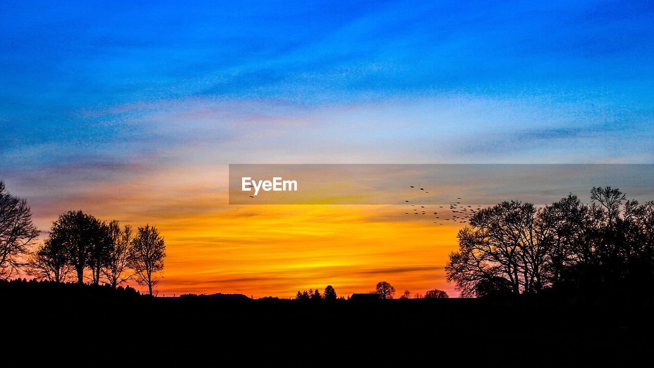 SILHOUETTE TREES AGAINST SKY DURING SUNSET