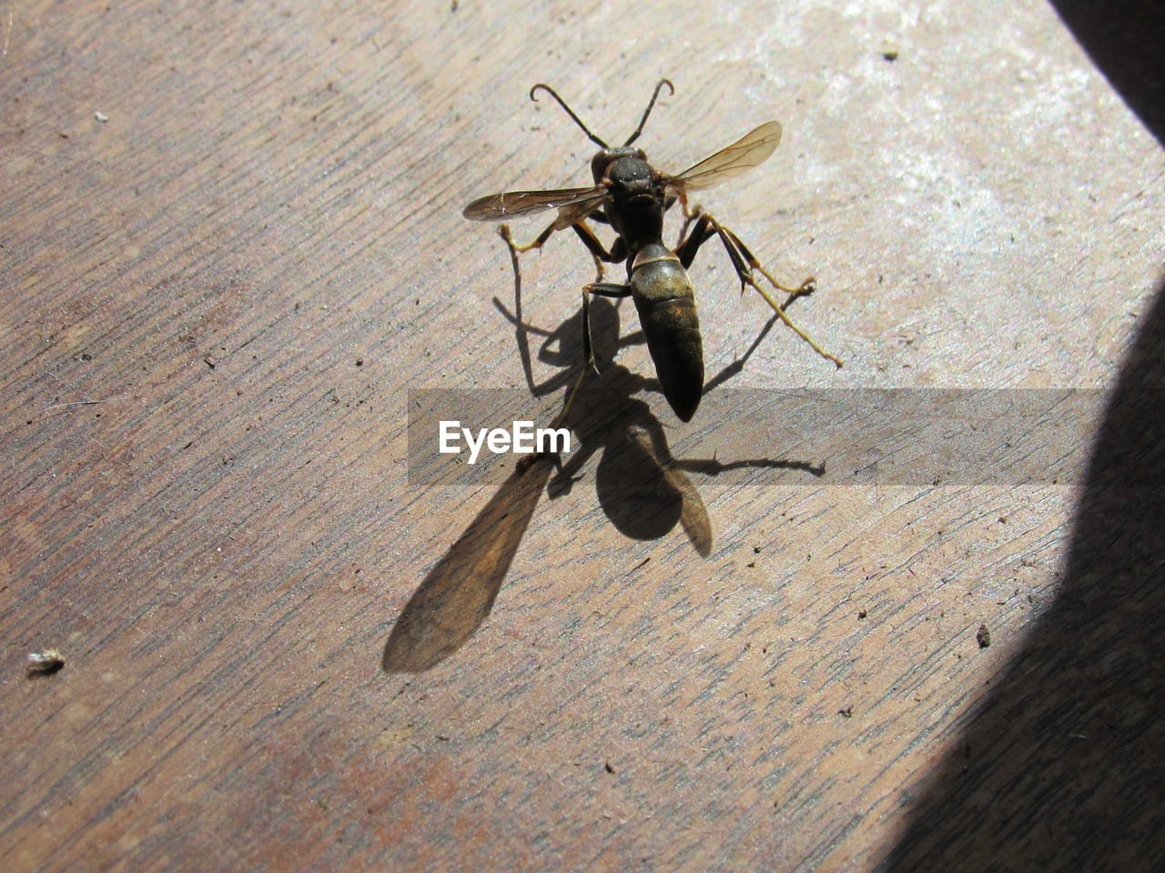 HIGH ANGLE VIEW OF DRAGONFLY ON WOODEN FLOOR