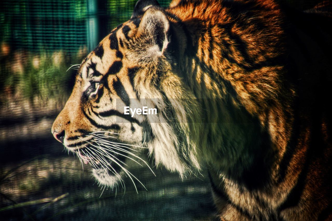 CLOSE-UP OF TIGER