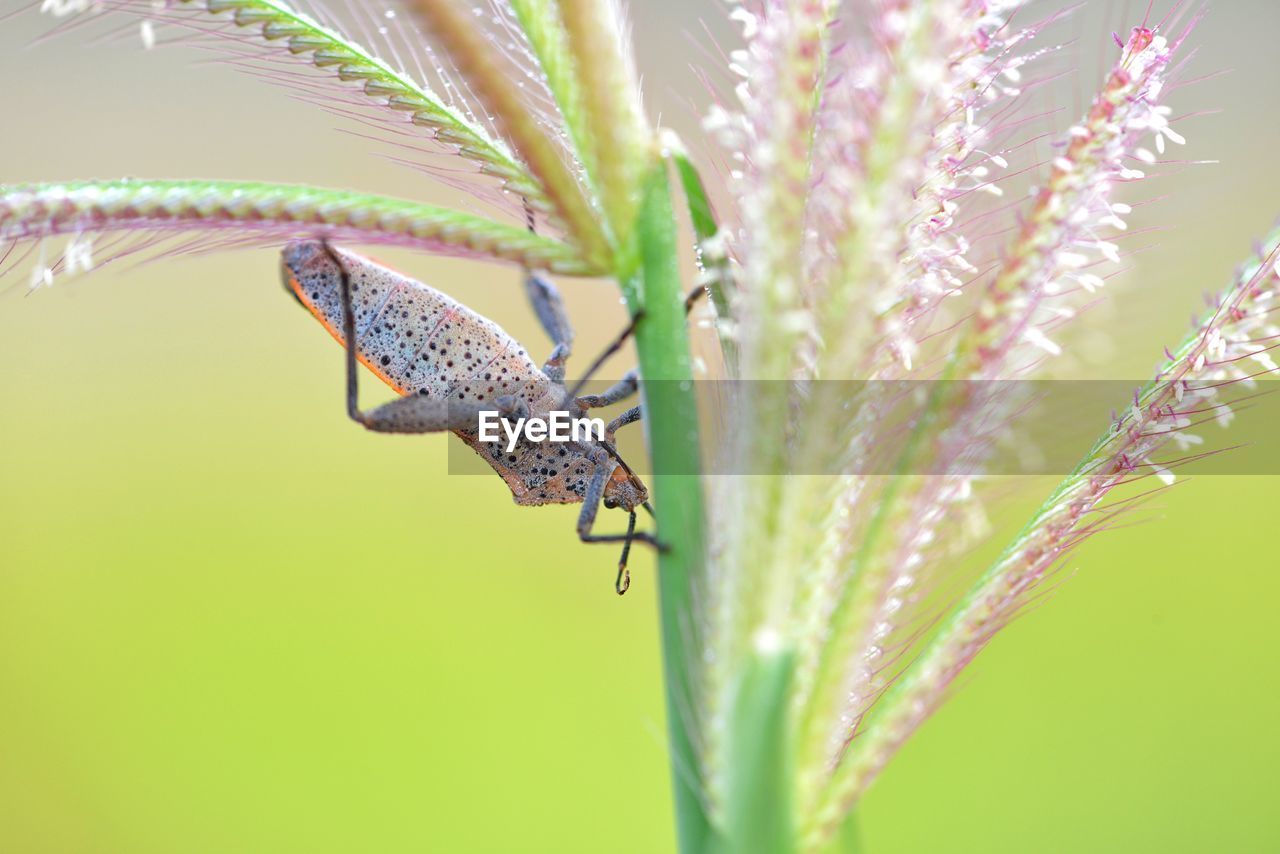 Close-up of shield bug on plant