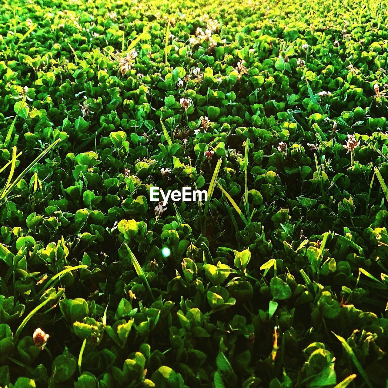 Full frame shot of plants growing on field