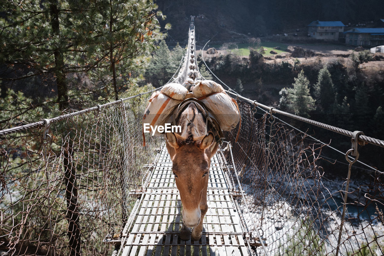 Donkeys carrying goods on a suspension bridge over the river, himalaya, nepal