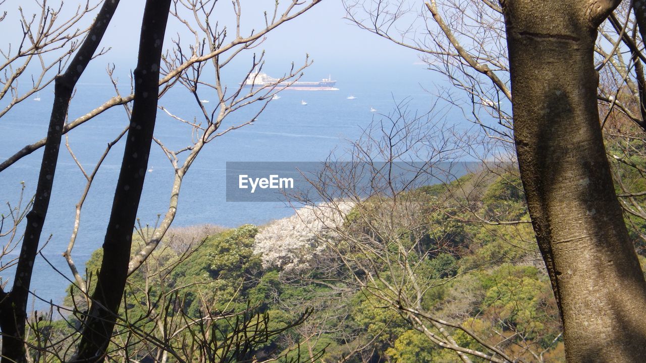 SCENIC VIEW OF SEA AGAINST TREES