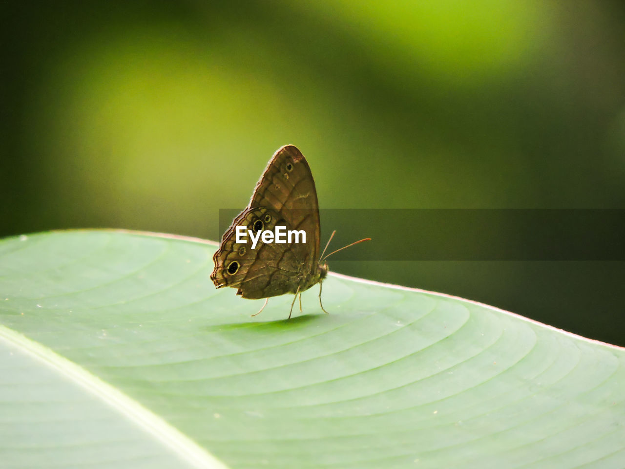 Butterfly on banana leaf