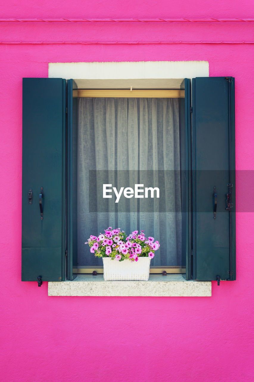 CLOSE-UP OF PINK FLOWER ON WINDOW