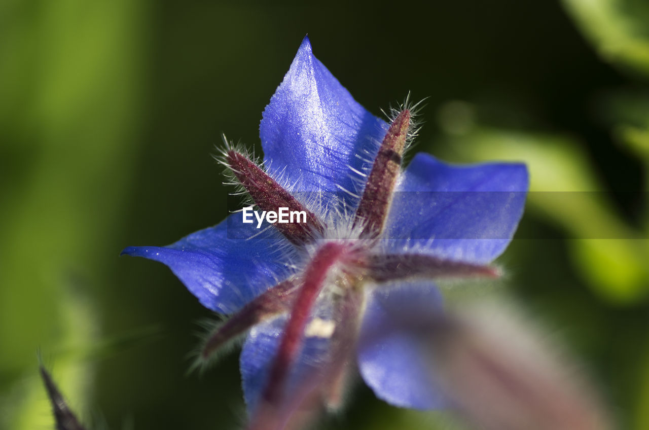 CLOSE-UP OF BLUE FLOWER PLANT