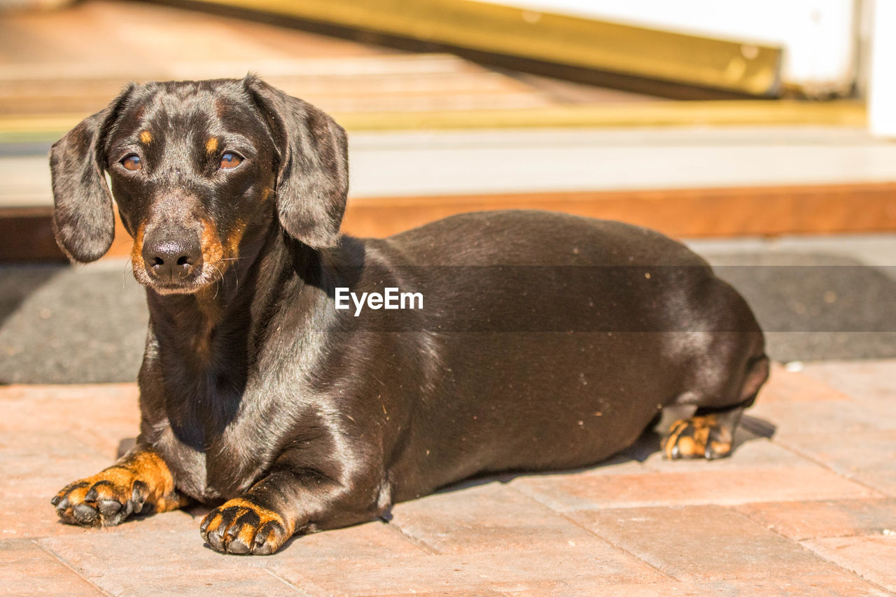 CLOSE-UP OF A DOG