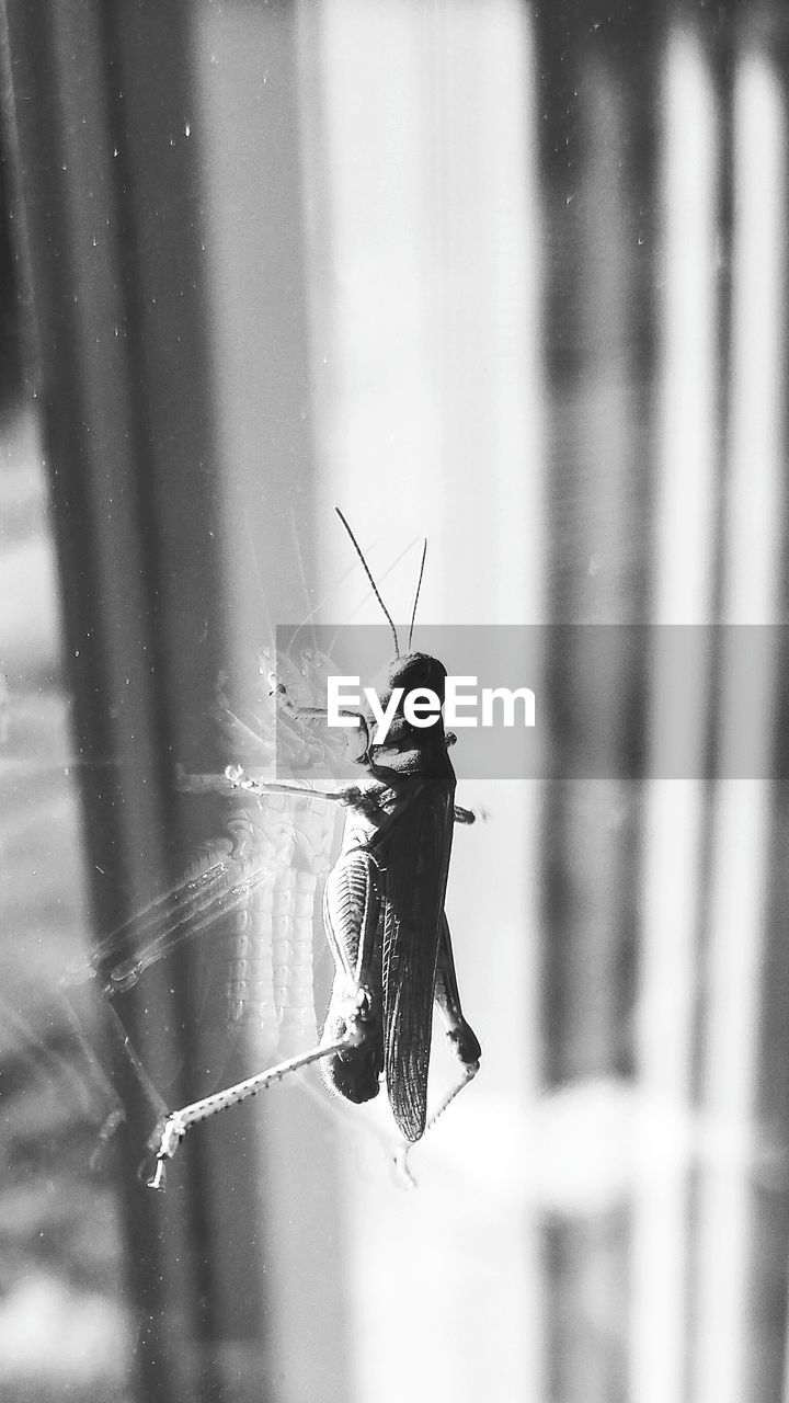 Close-up of insect on window