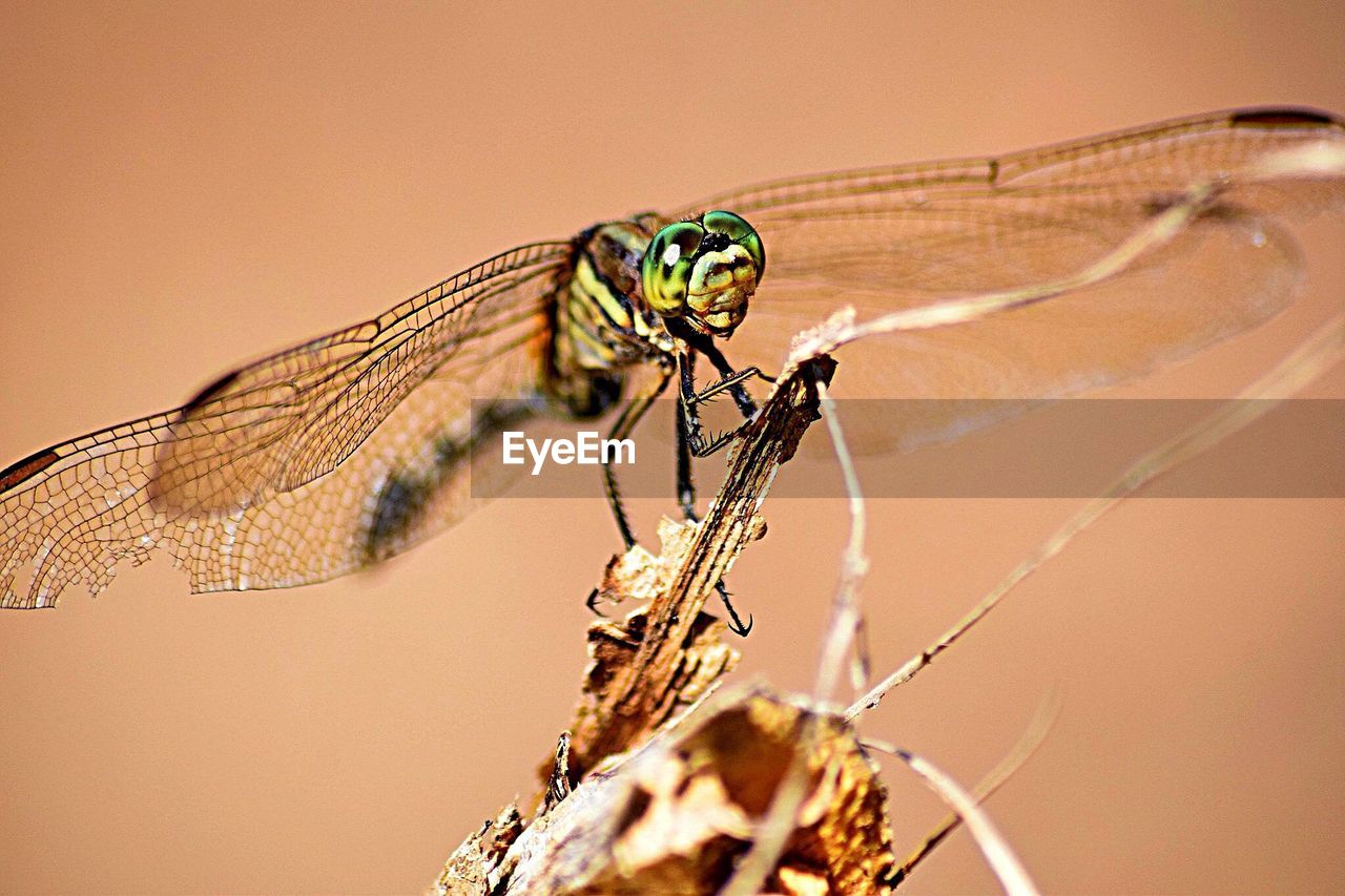 CLOSE-UP OF DAMSELFLY ON STEM