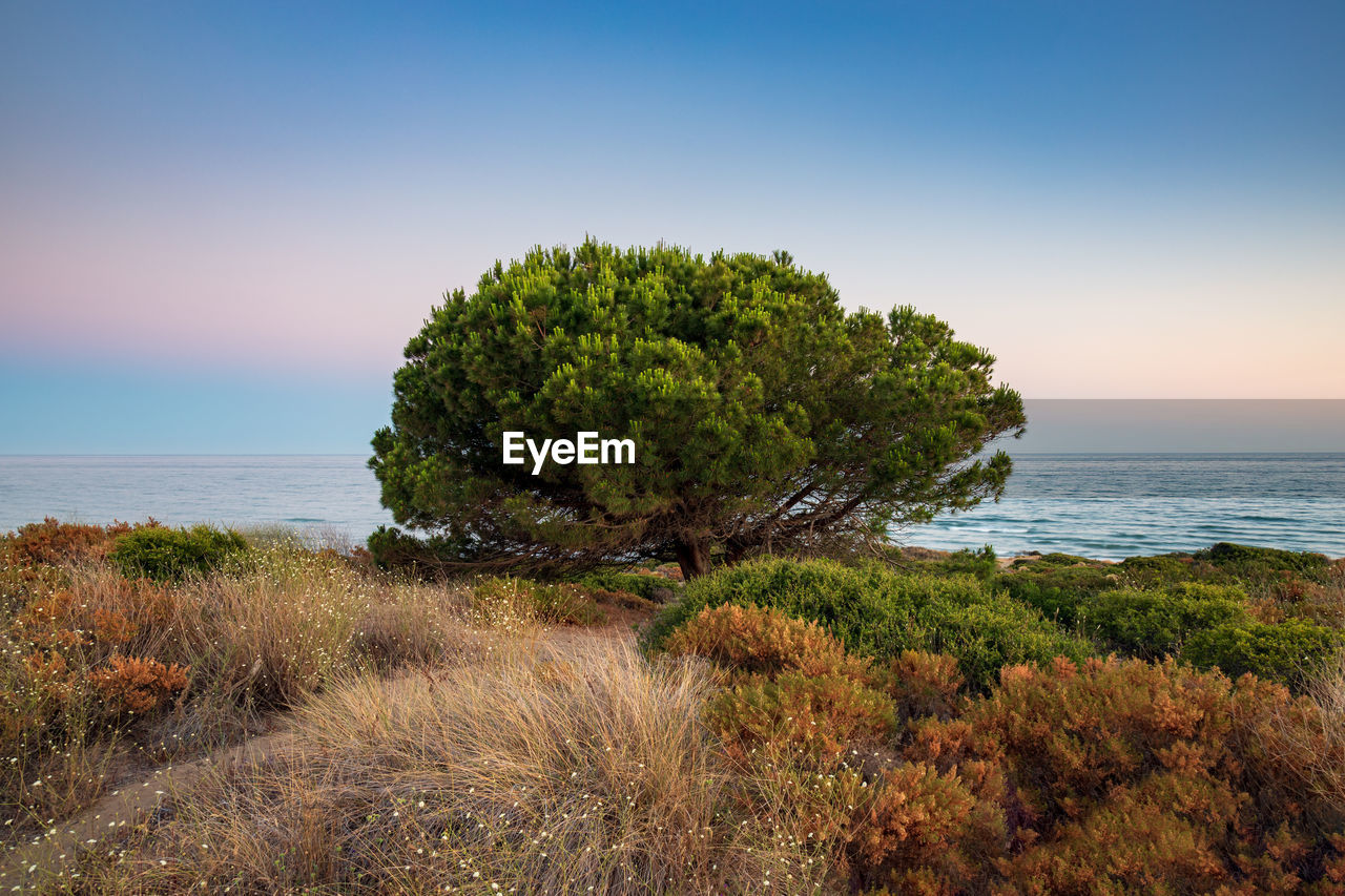 Tree by sea against clear sky