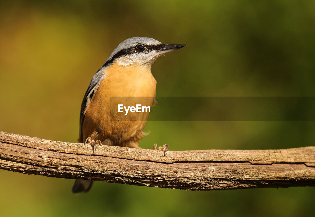 Close-up of eurasian nuthatch perching on twig