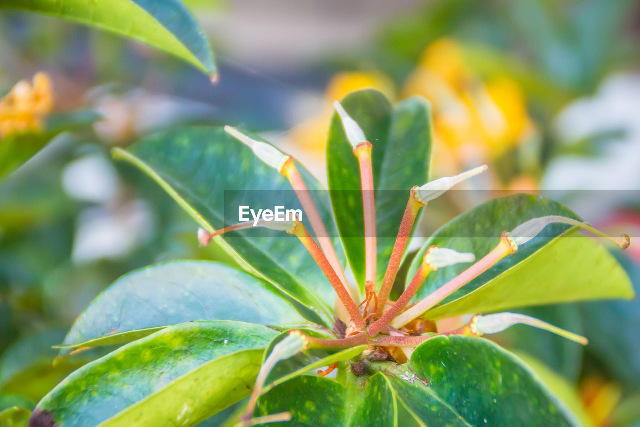 CLOSE-UP OF GREEN PLANT ON LEAF