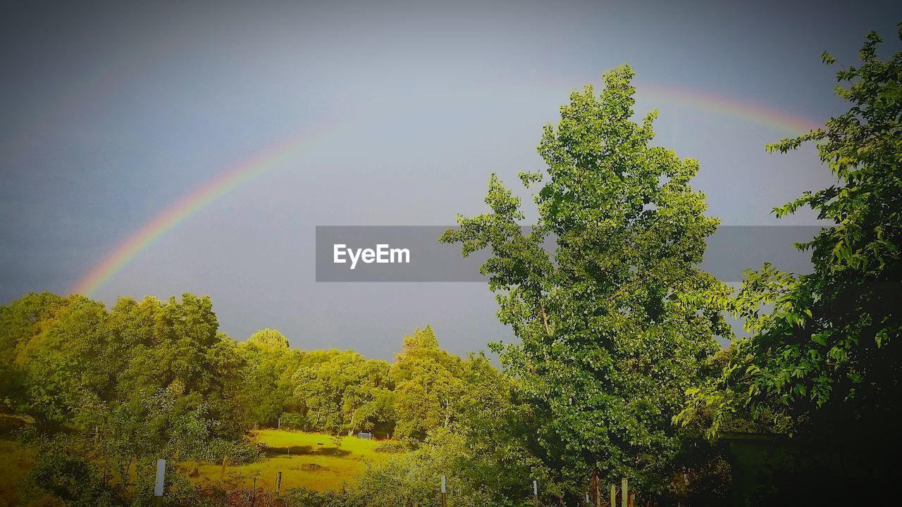 RAINBOW OVER TREE AGAINST SKY