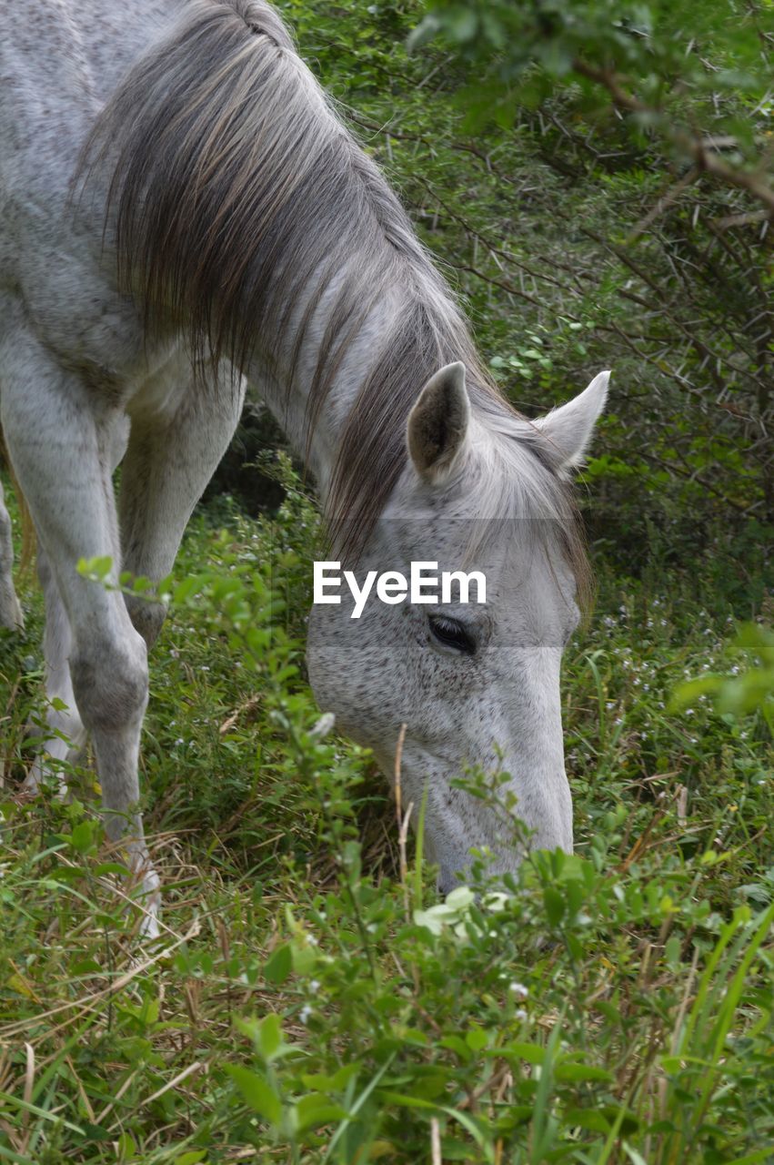 Horse grazing on field