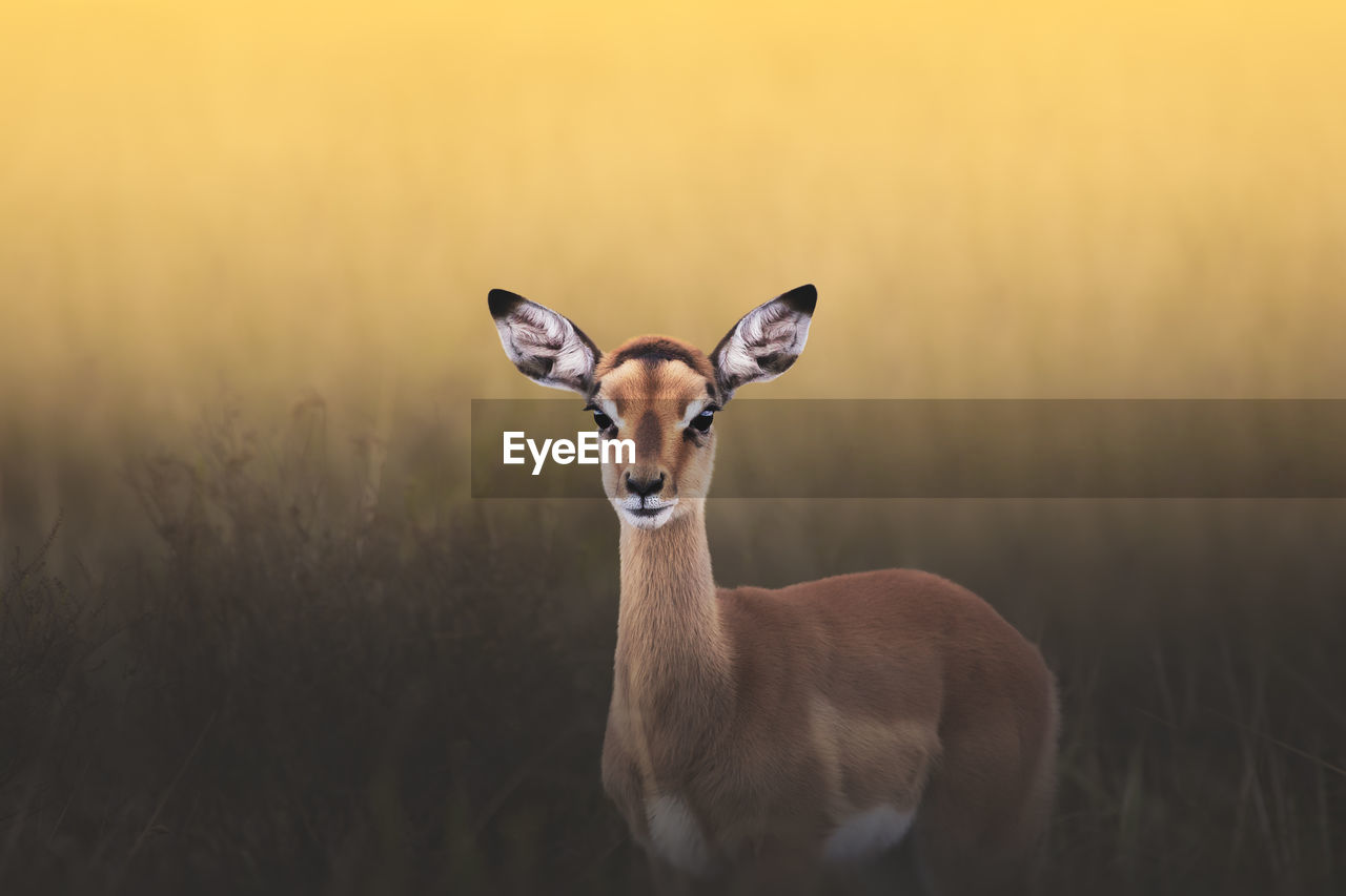 Portrait of an impala standing on field