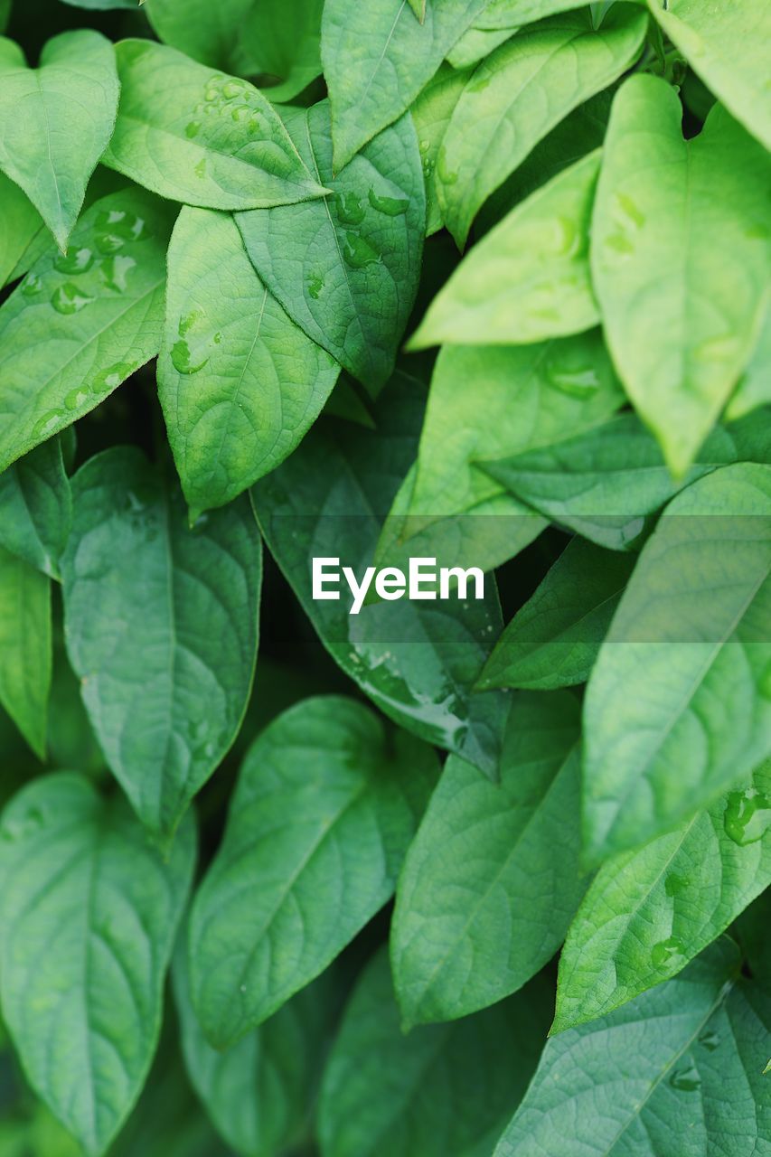 CLOSE-UP OF GREEN LEAVES