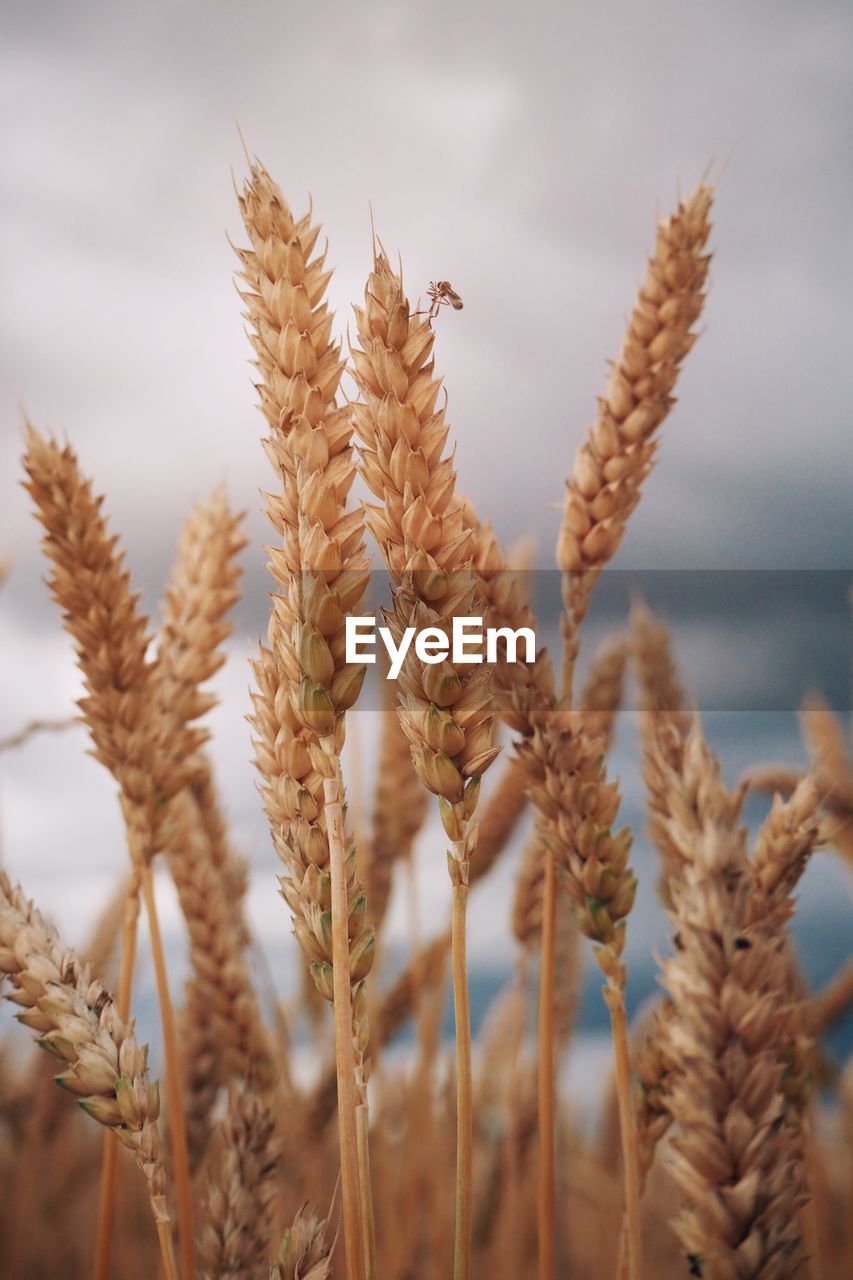 Close-up of stalks in field against sky