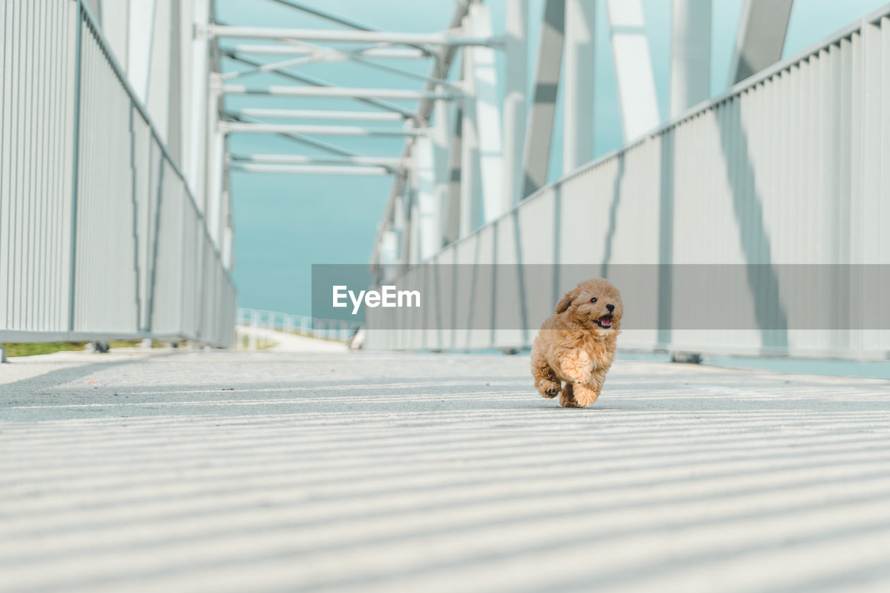 Dog running on bridge