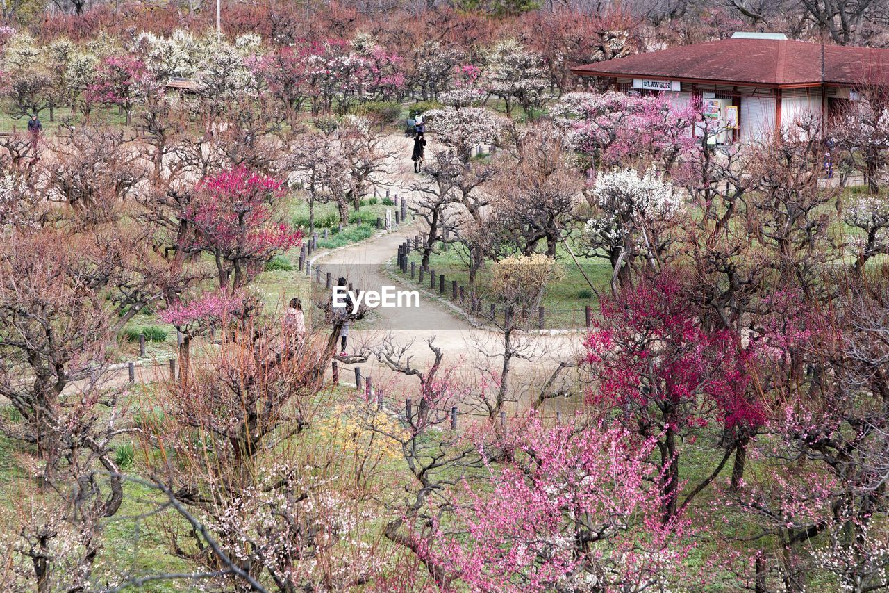 High angle view of pink flowering plants by trees