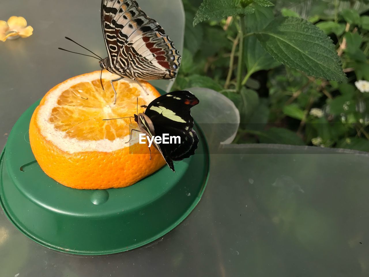 CLOSE-UP OF ORANGE FRUIT IN A PLATE