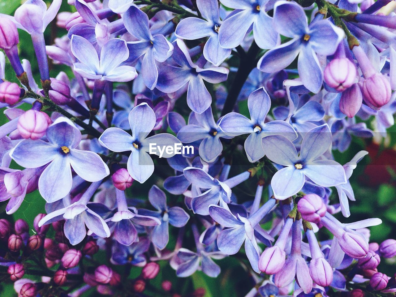 Close-up of purple flowering plants