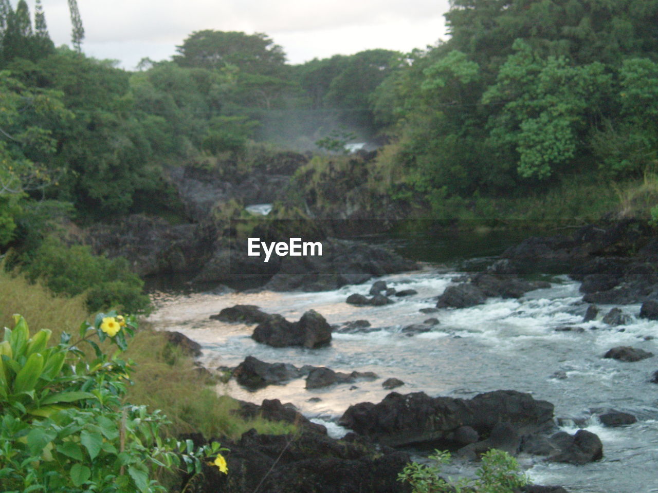 RIVER FLOWING IN FOREST