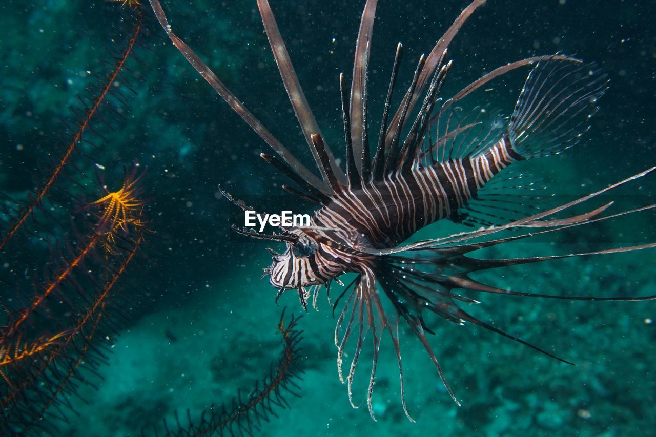 Close-up of fish swimming in sea