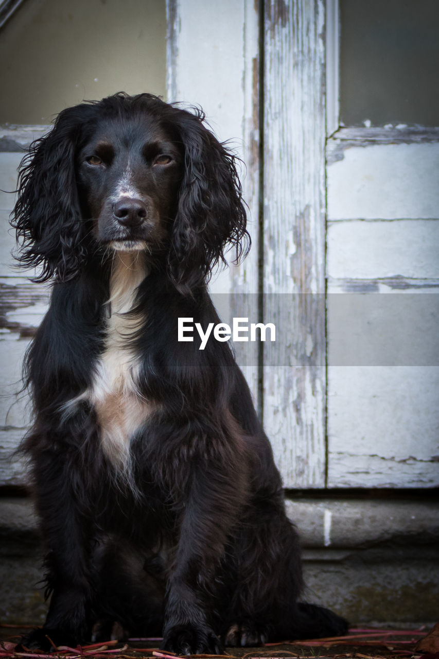 CLOSE-UP PORTRAIT OF DOG