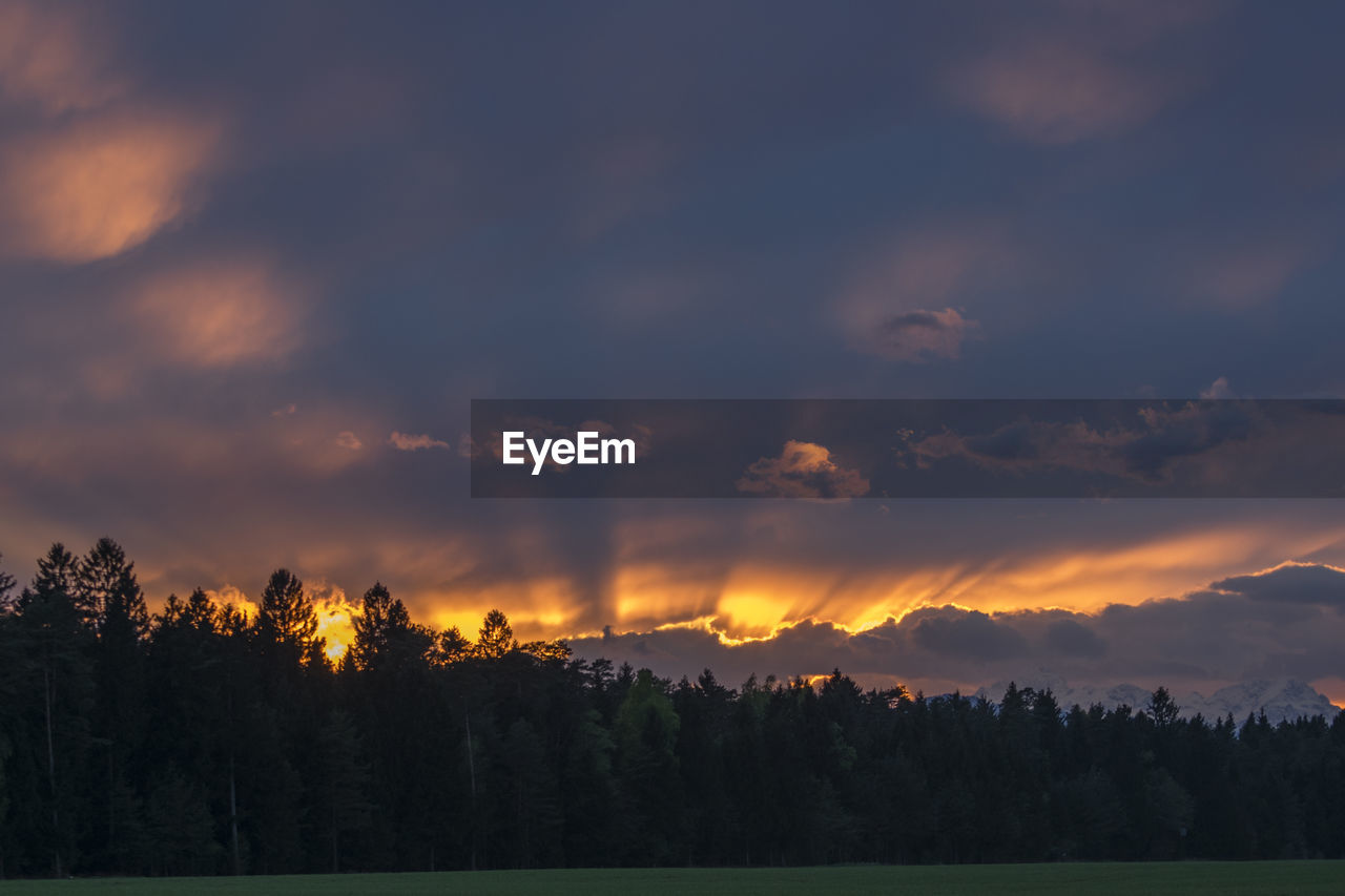 SCENIC VIEW OF SILHOUETTE TREES AGAINST ORANGE SKY