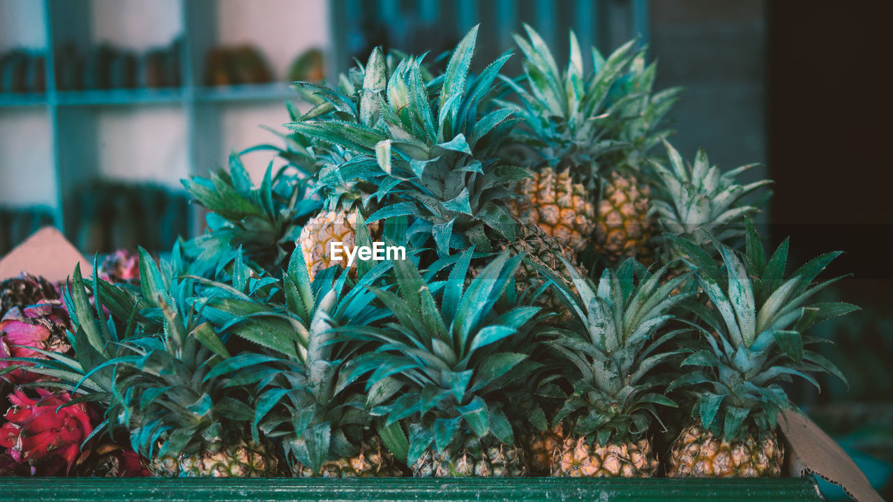 close-up of pineapple plants